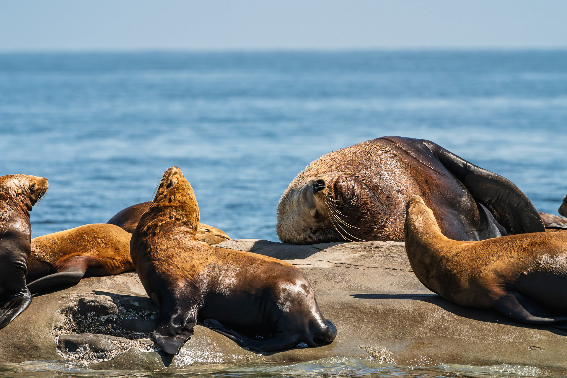 Sea Lions at rest