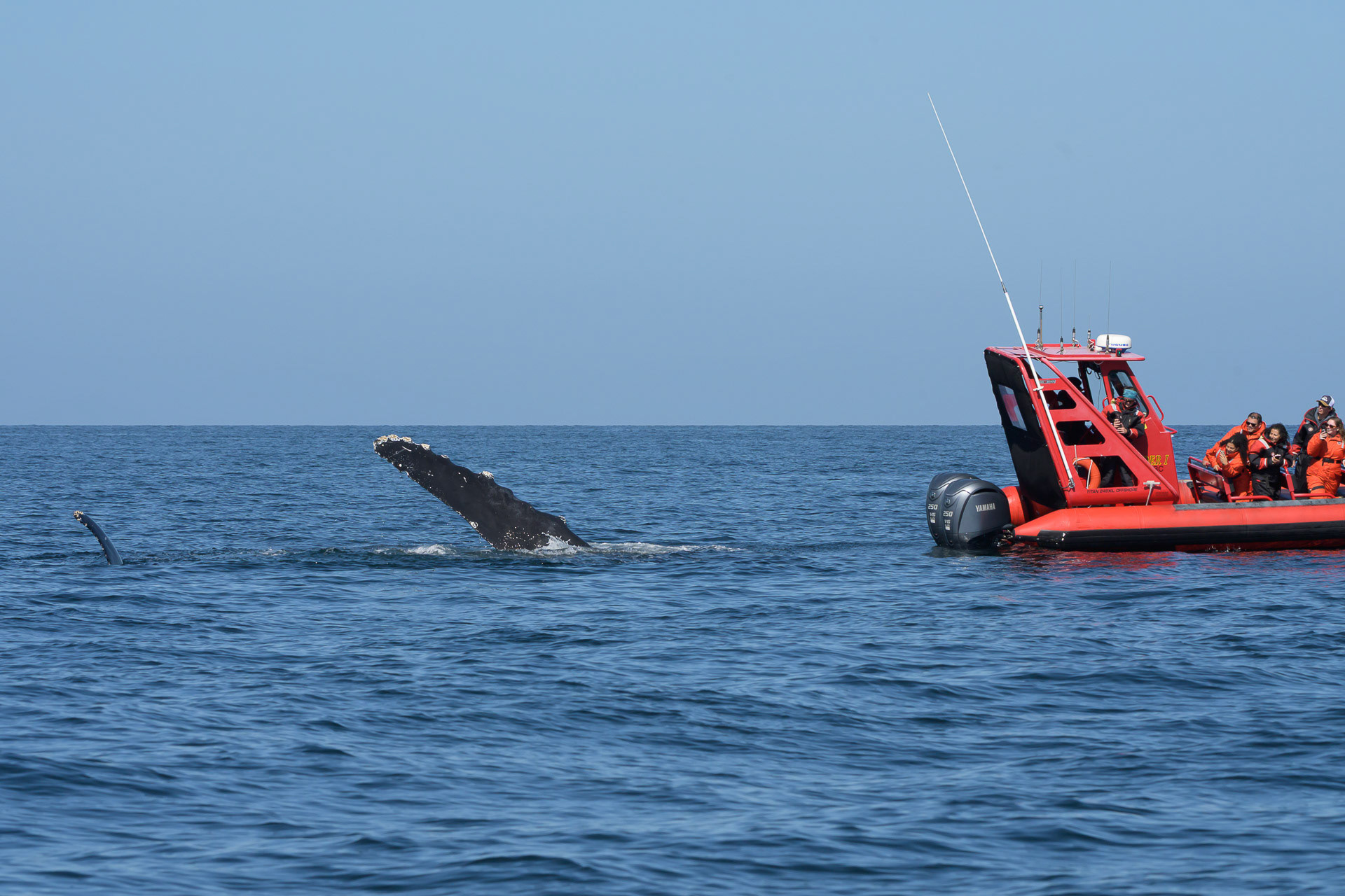 The whales were not told to stay 100m away from boats