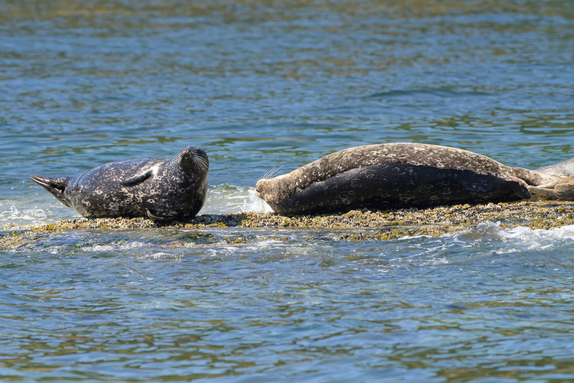 What do seals do on their day off?