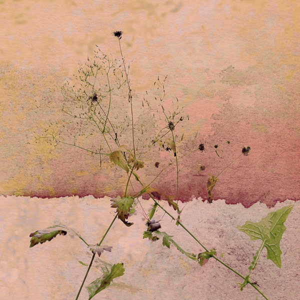 Tangled Delicacy