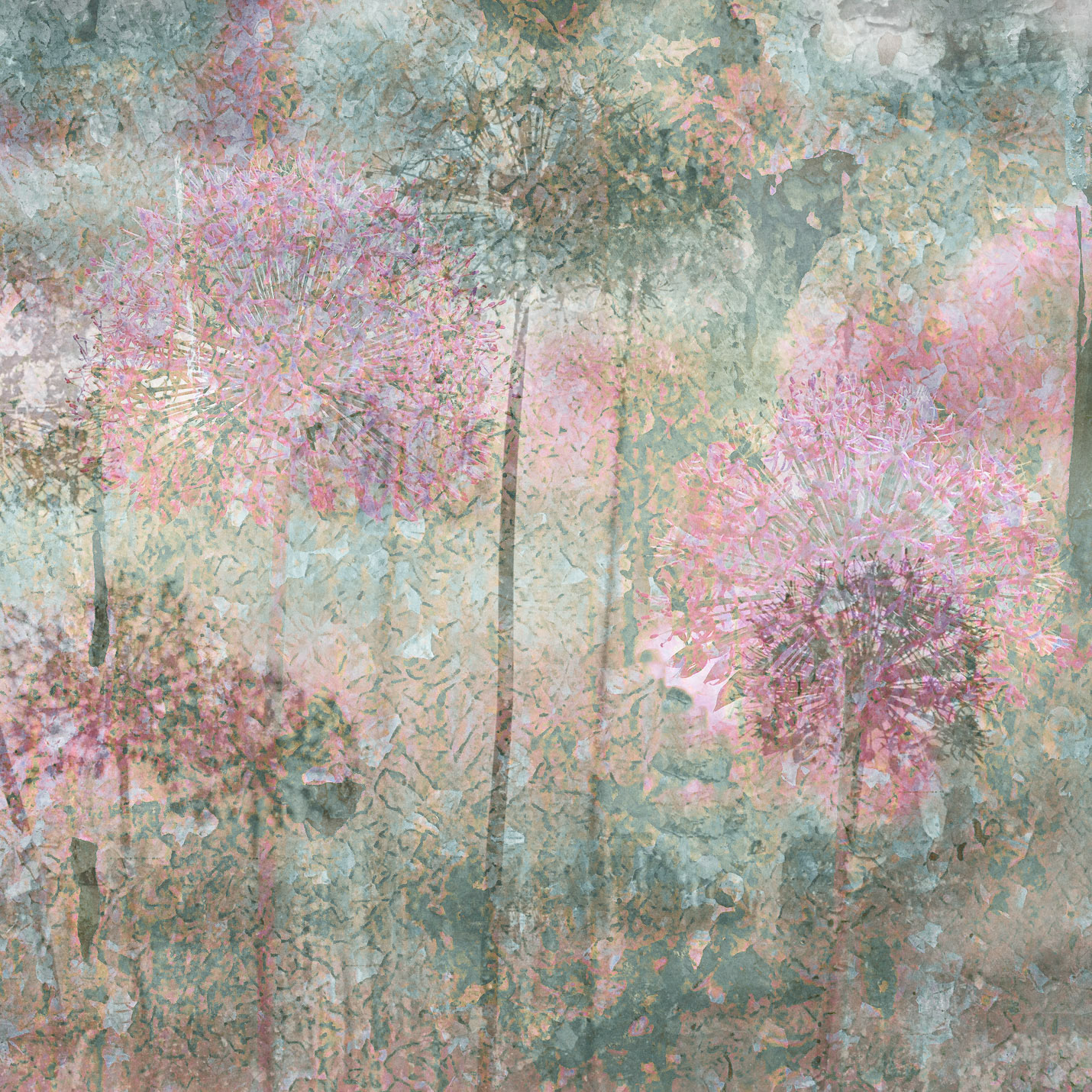 Aliums Remembered