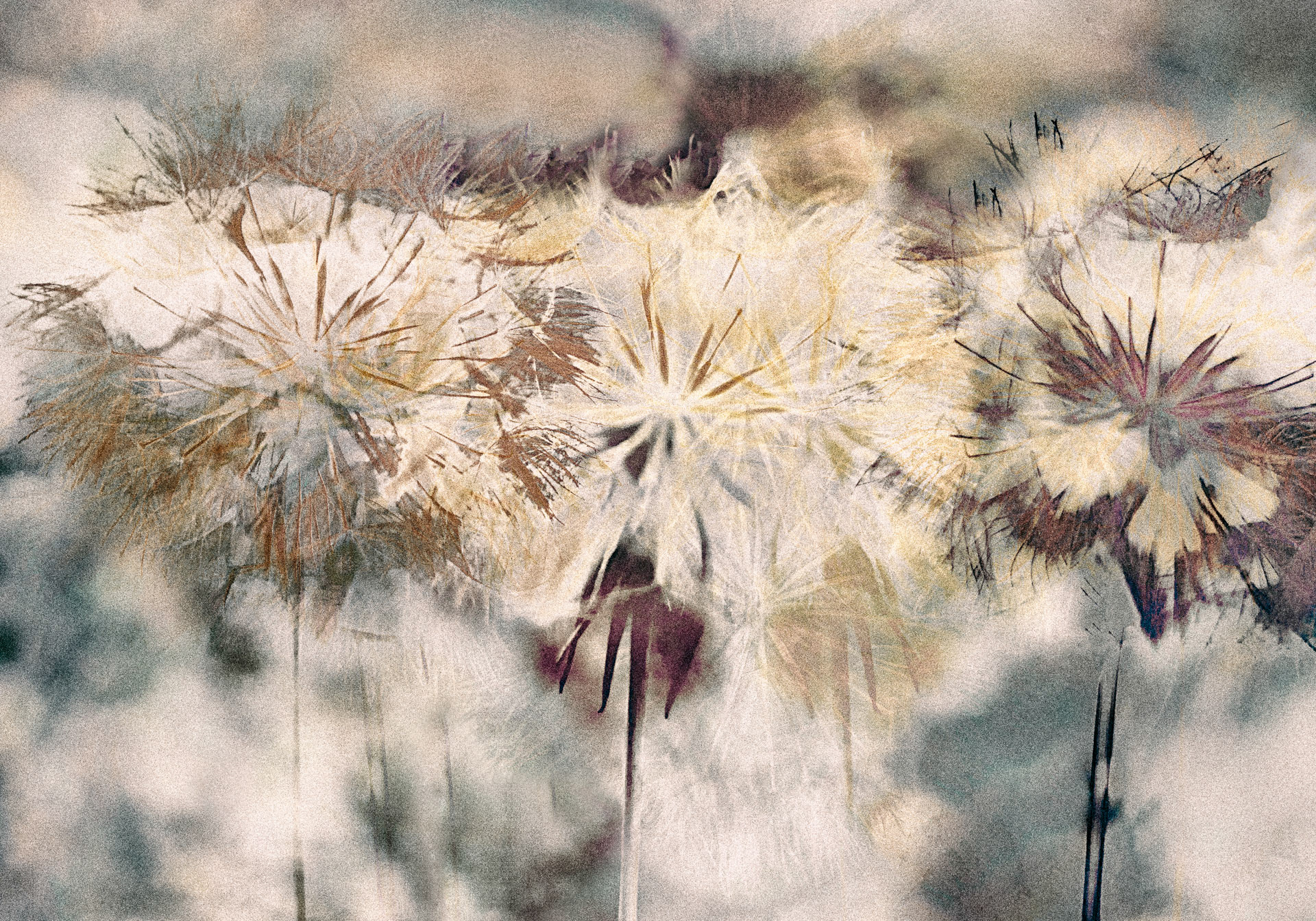 Seedhead Gathering