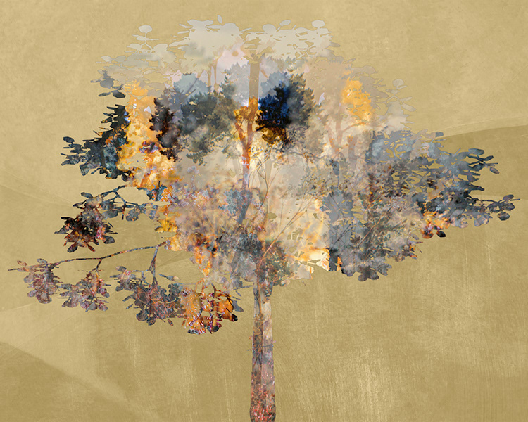 Burning 'A house you can rebuild; a bridge you can restring; a washed-out road you can fill in. But there is nothing you can do about a tree but mourn.' Louise Dickinson Rich