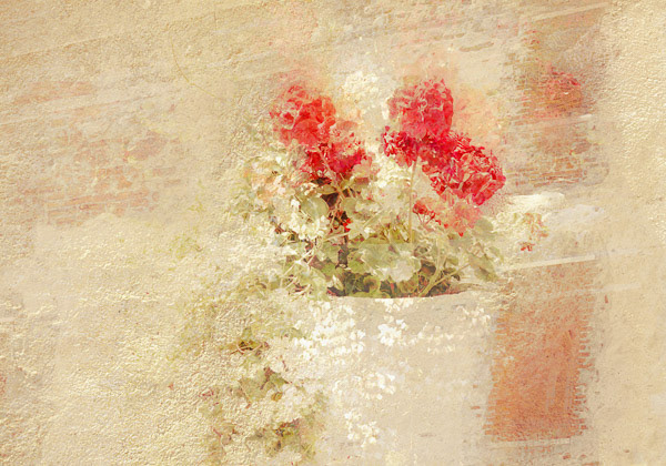 A Shock of Geraniums