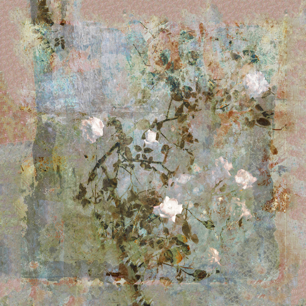 A Memory of Roses
