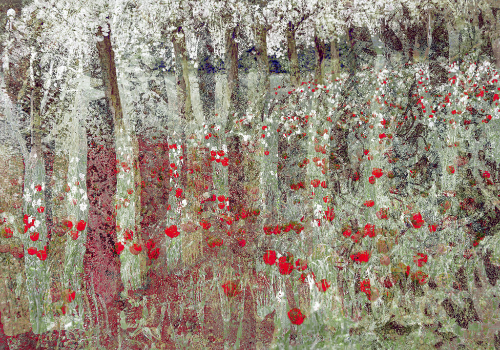 Tulips and Trees