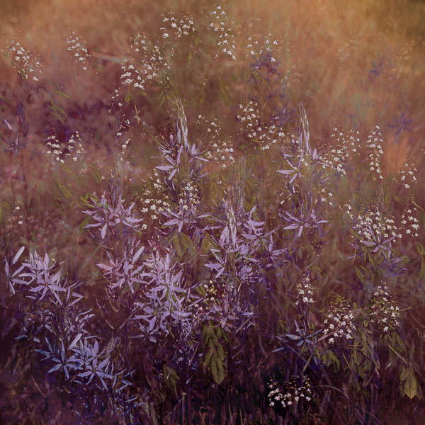 Summer Haze