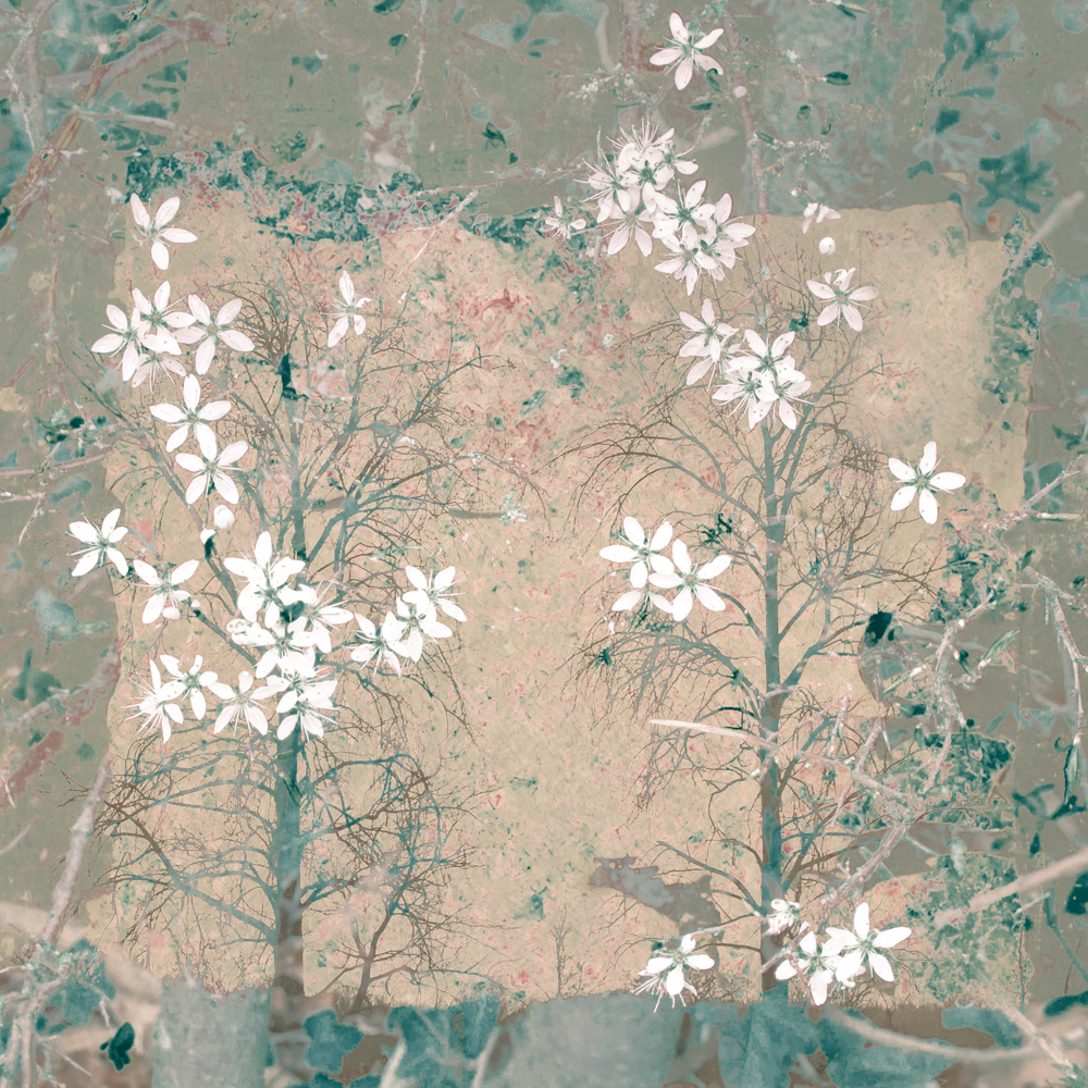 Fragile White