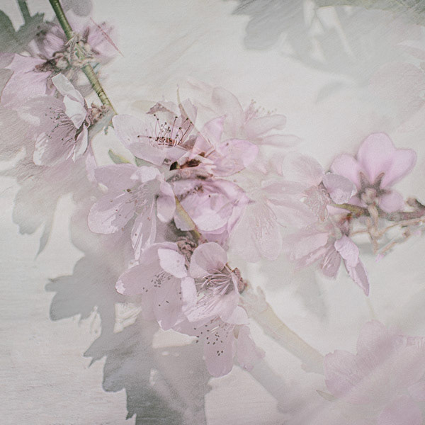 Ephemeral Blossom
