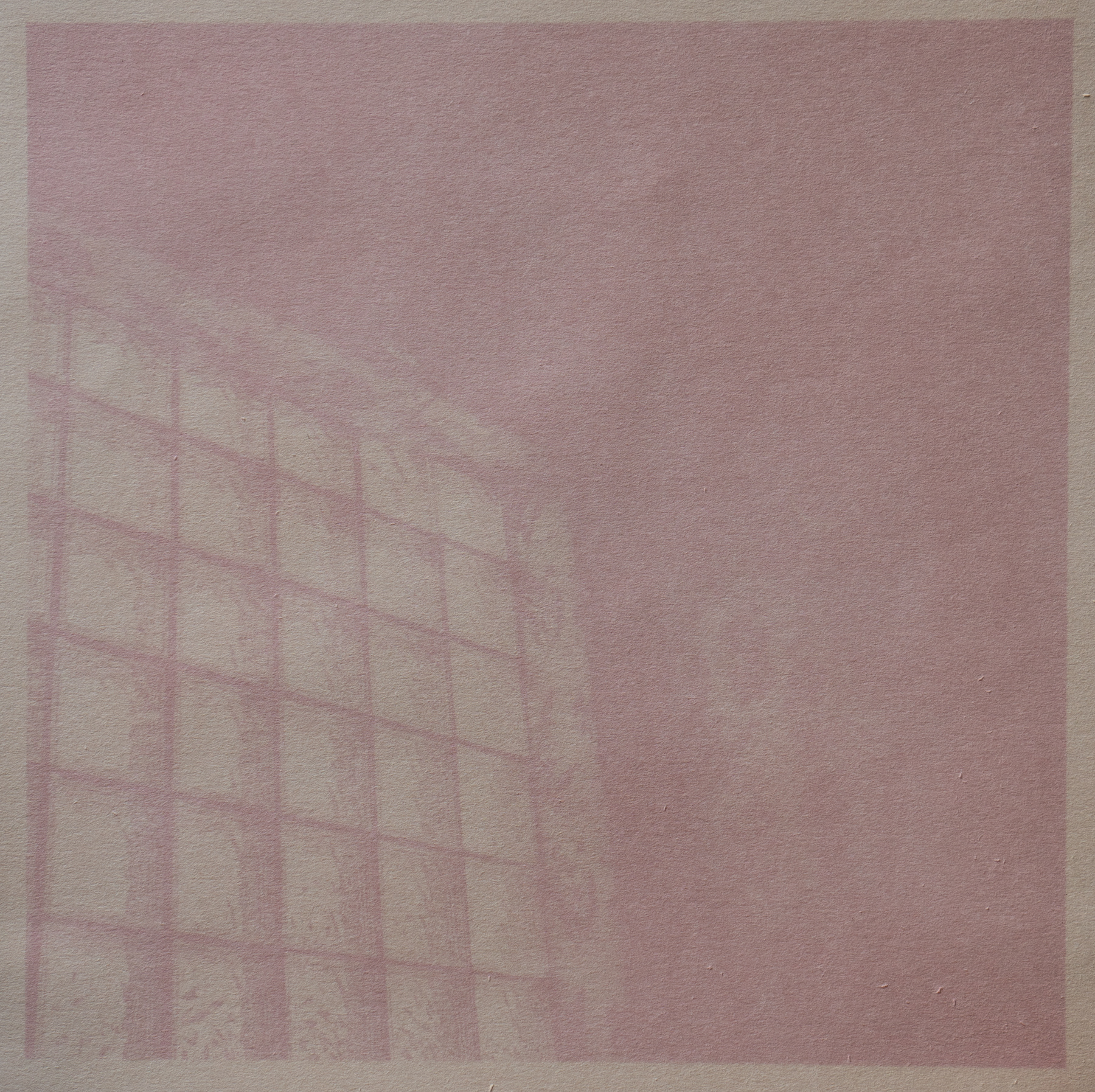 On Larch, In the Sun, anthotype (faded morning glory petals), 2021