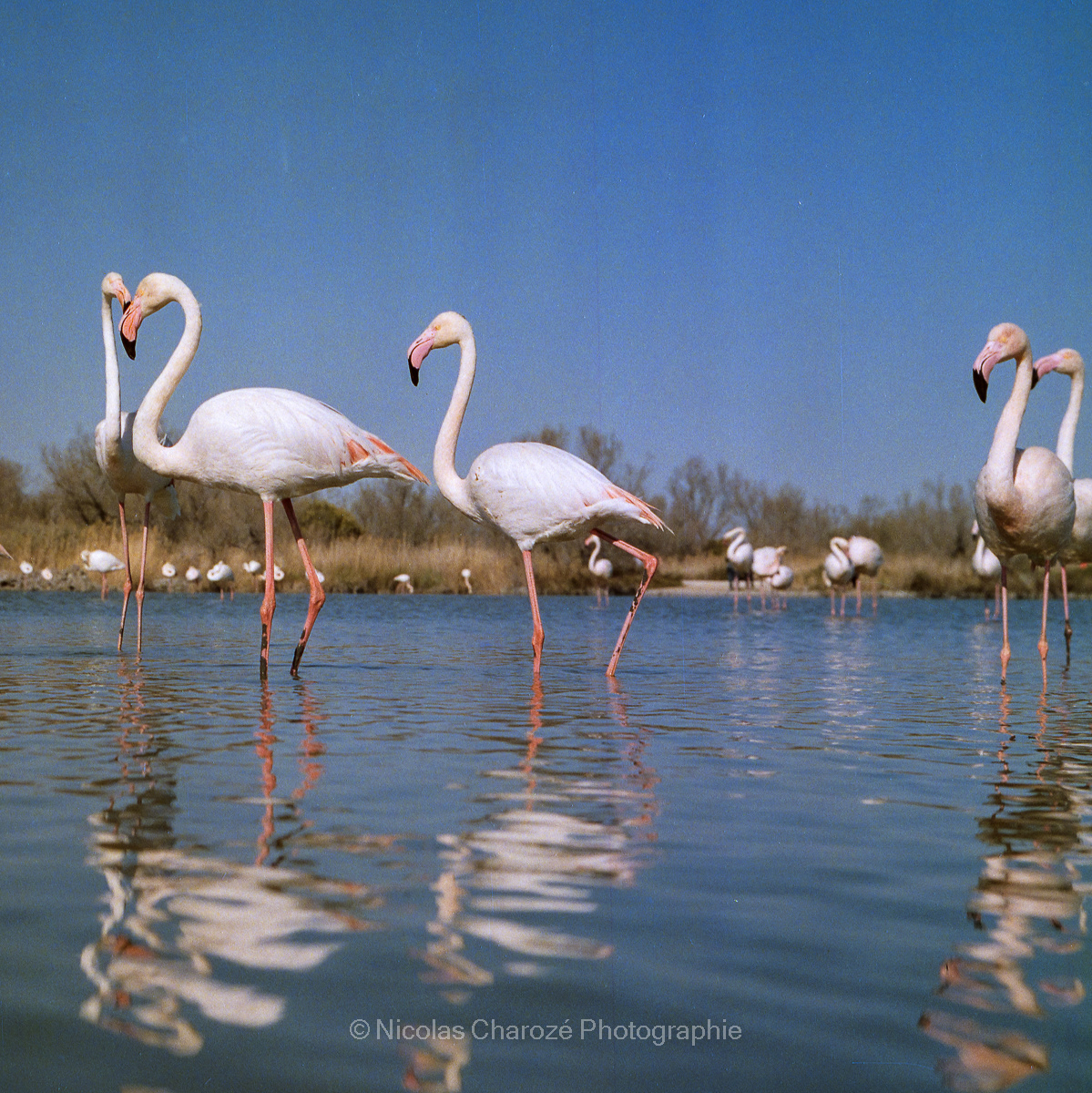 Camargue - Rolleiflex 3.5f Lomo CN200