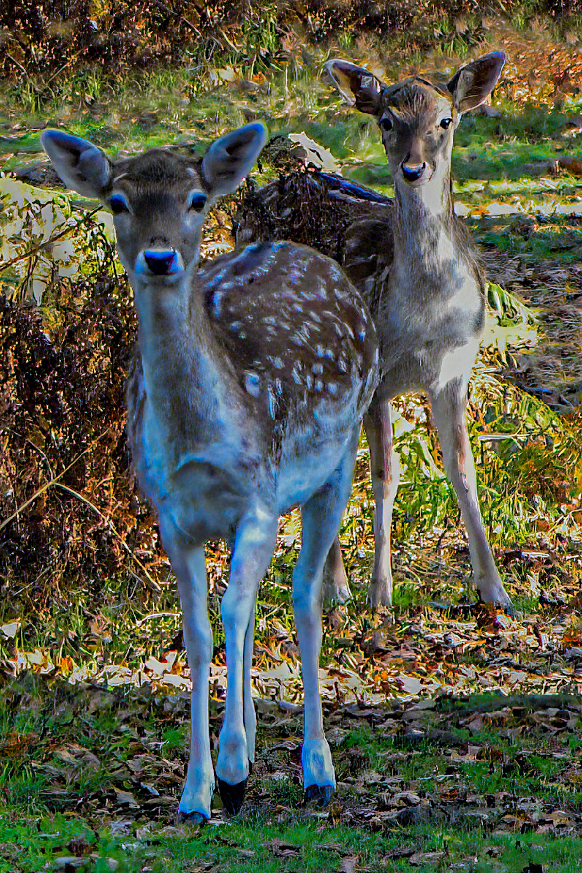 Deer, Dunham Massey