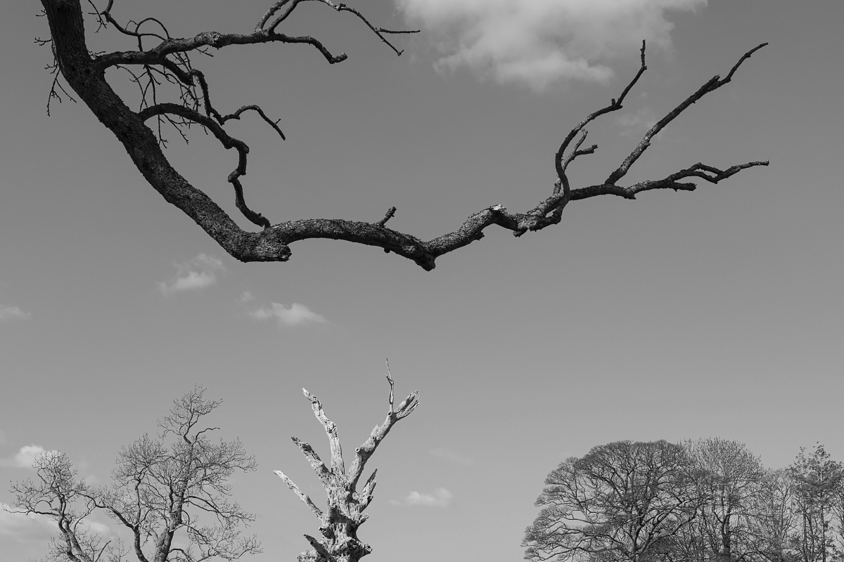 Trees without leaves - Howtown