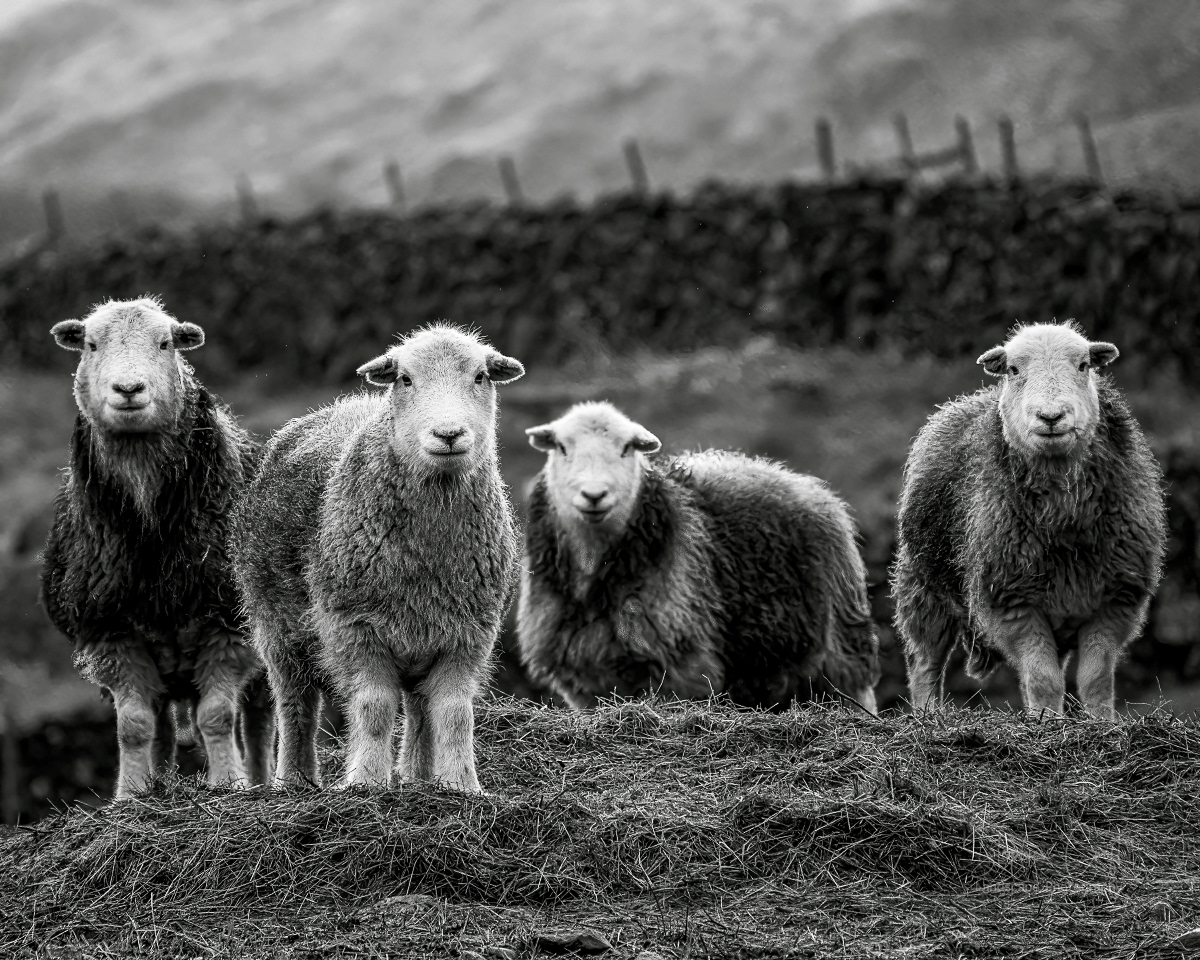 Herdwicks