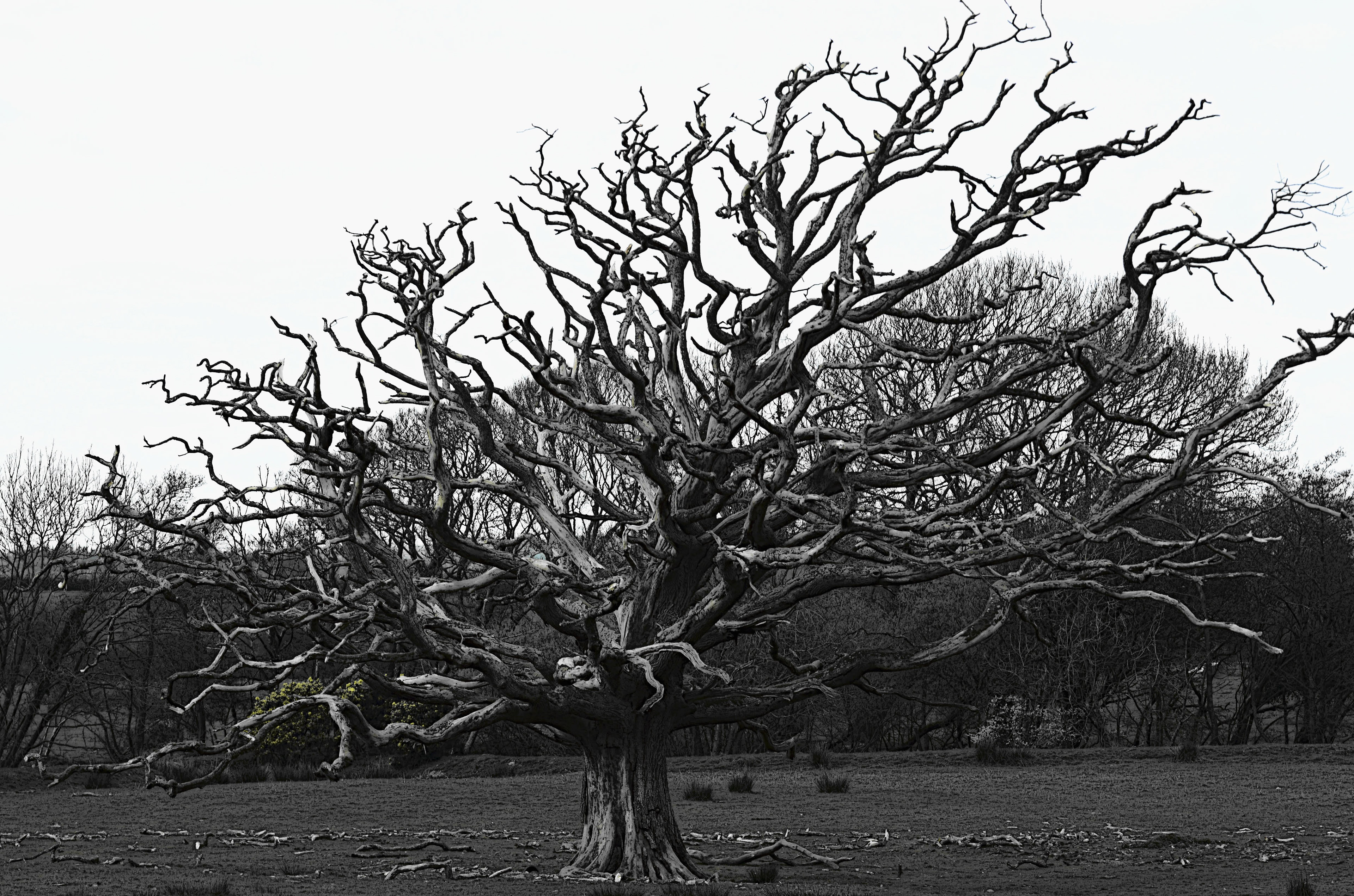Spookey Tree