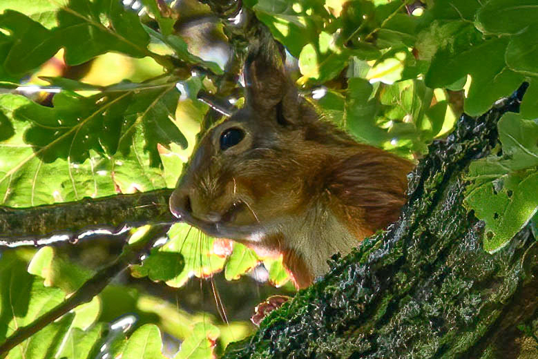 Red Squirrel