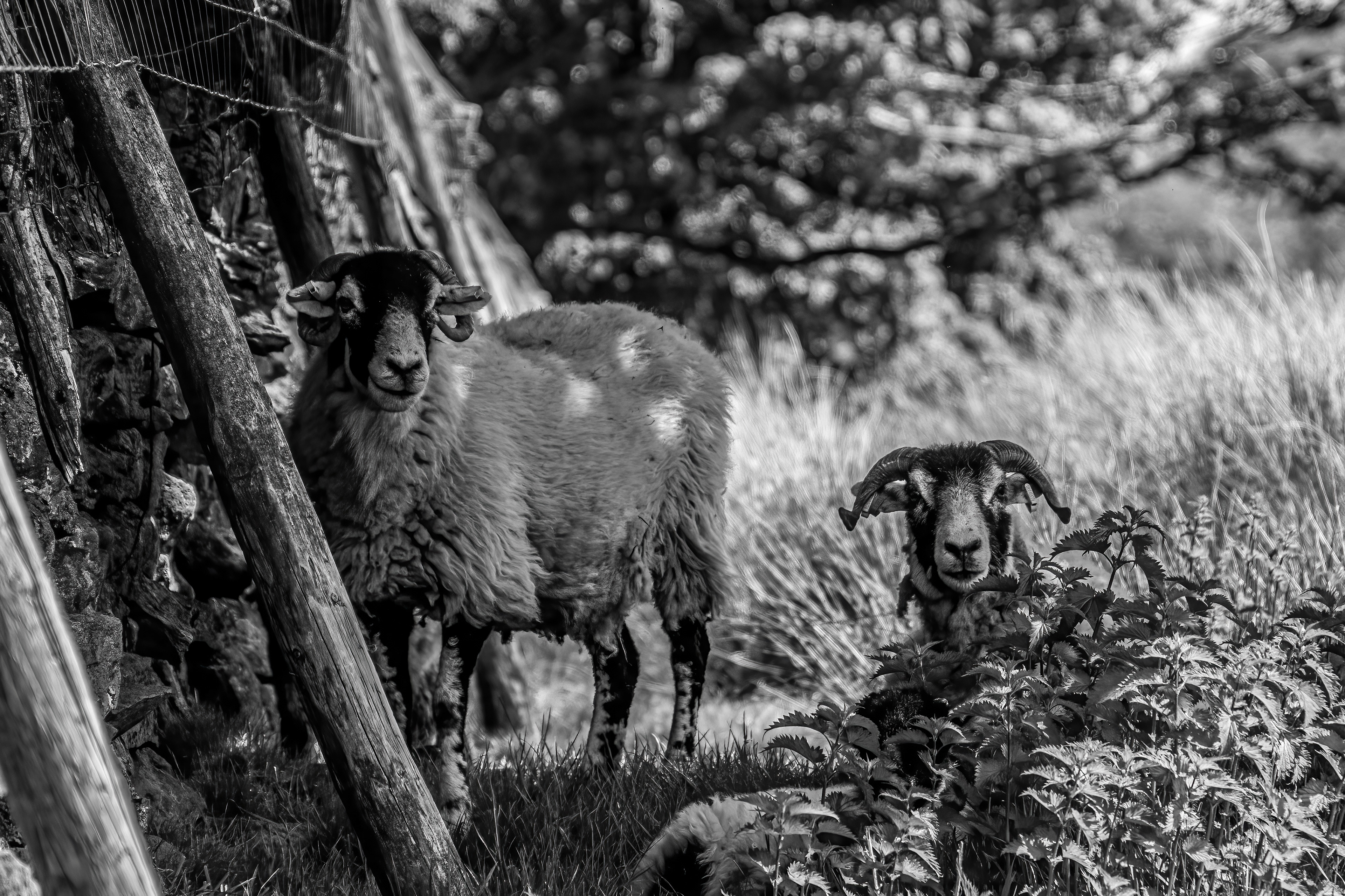 Tups
