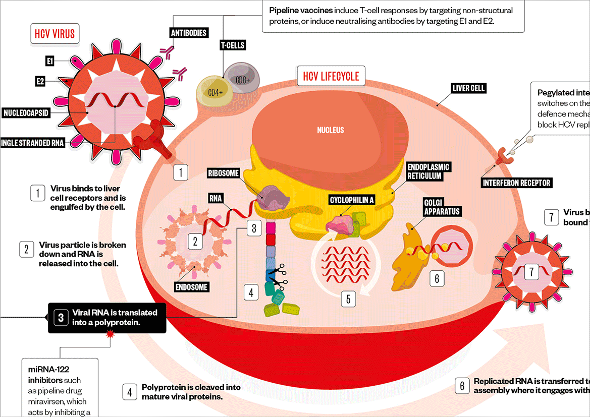 Graphic feature for Pharmaceutical Journal on current research into HepC treatments.