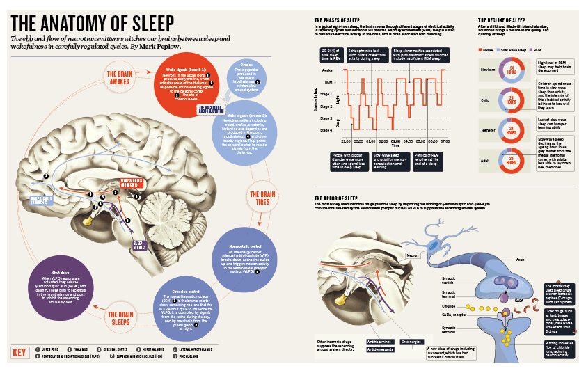 Graphic feature on sleep research, published by Nature.