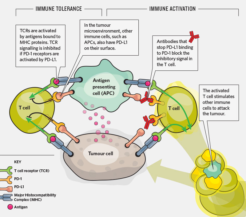 Scientific illustration for AbCam.