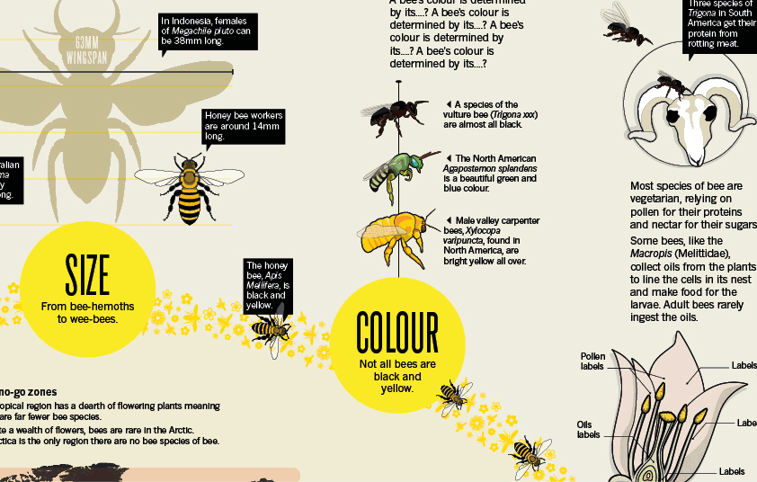 Graphic editorial feature on bees, for a Nature magazine supplement.
