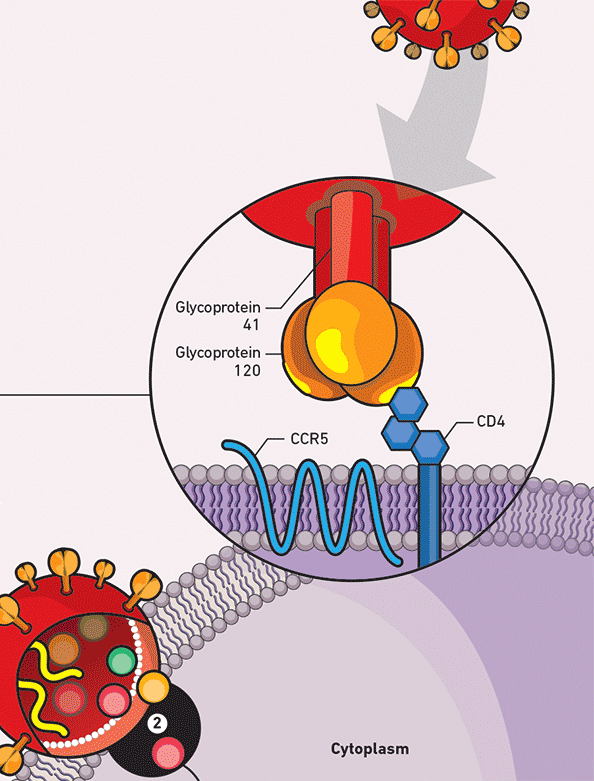 HIV mechanisms infographic for RPS.