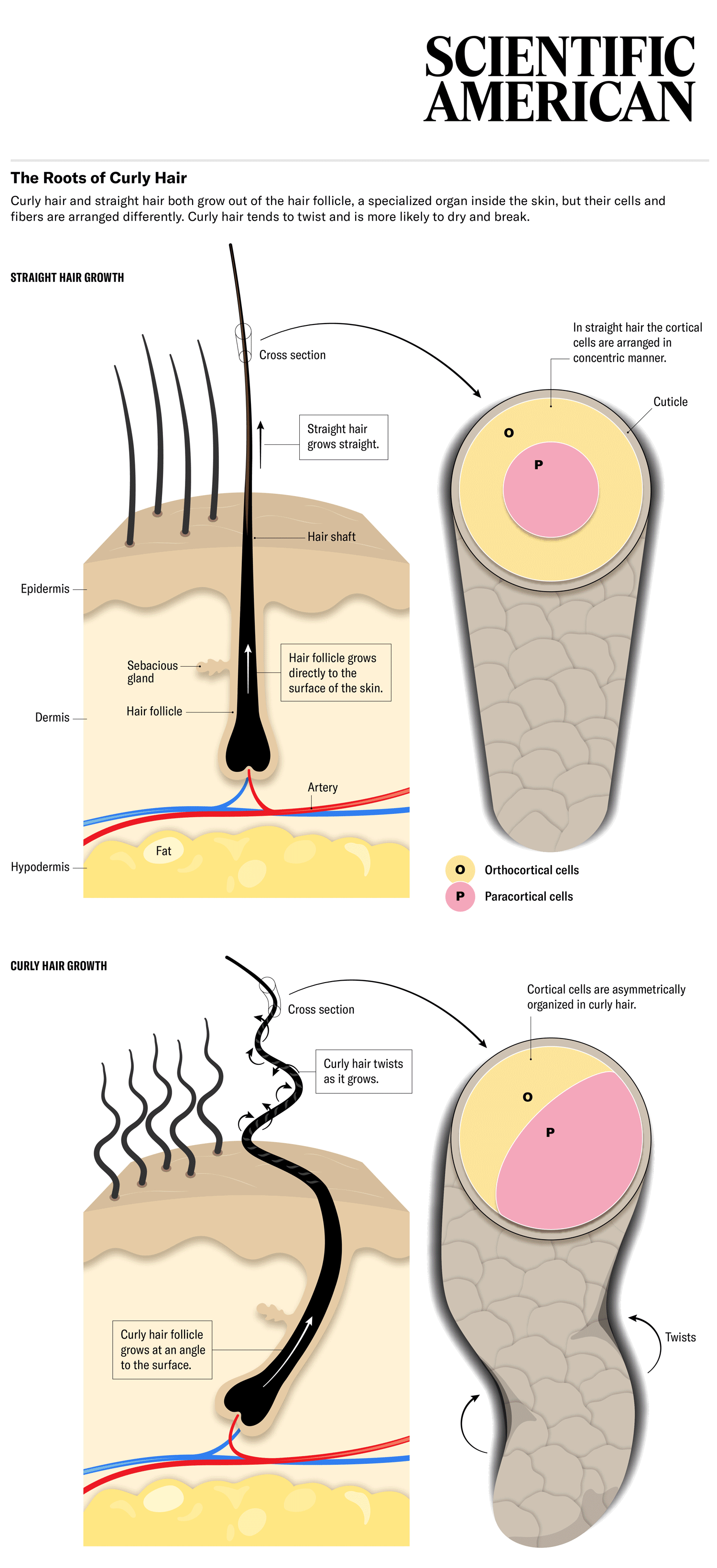 Advertorial feature sponsored for Loreal, published in Scientific American