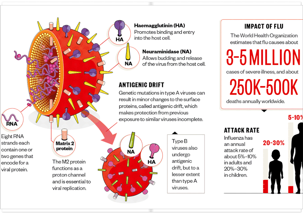In depth study of influenza virus for RPS.