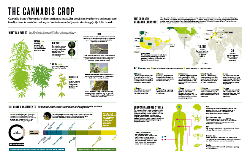 Editorial feature on medicinal cannabis for Nature Outlook.