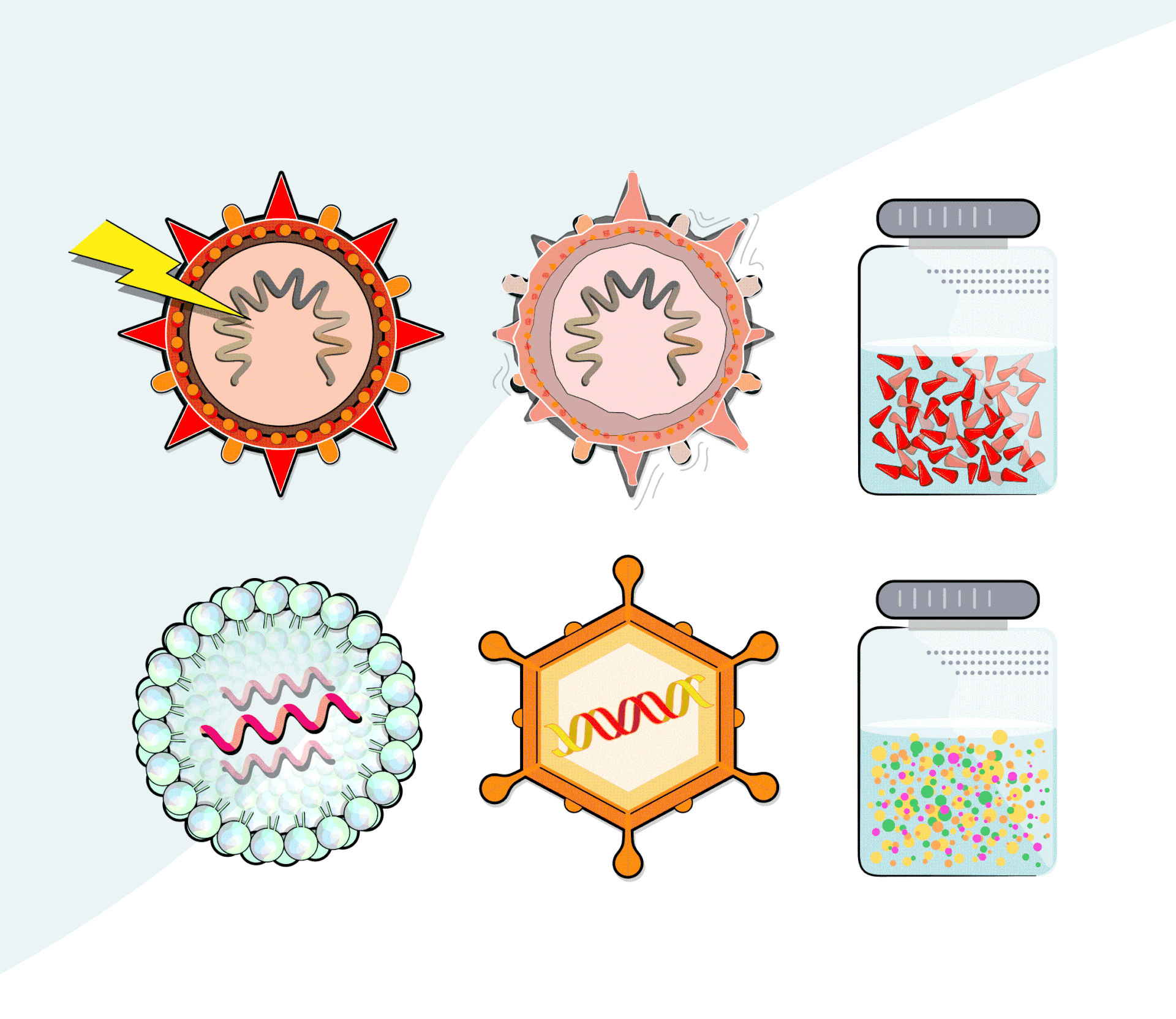 Graphic feature on the development of mRNA technology