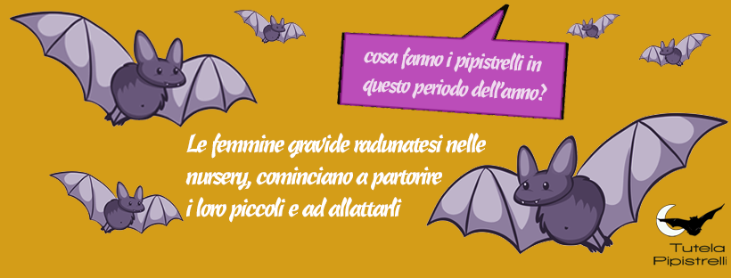 banner pagina Facebook Tutela Pipistrelli
