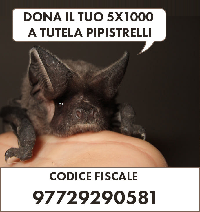 campagna dona il tuo 5xmille a Tutela Pipistrelli