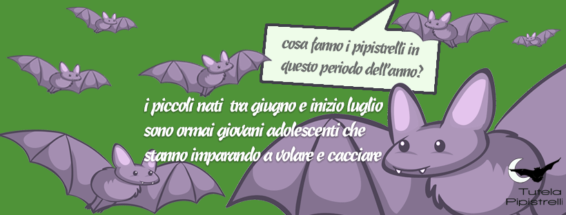 banner pagina Facebook Tutela Pipistrelli