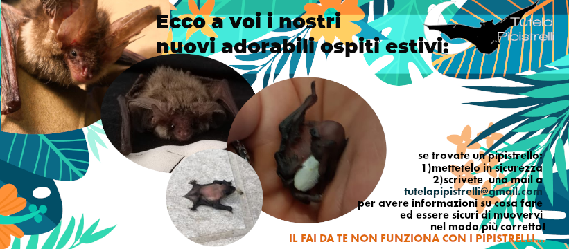 banner pagina Facebook Tutela Pipistrelli
