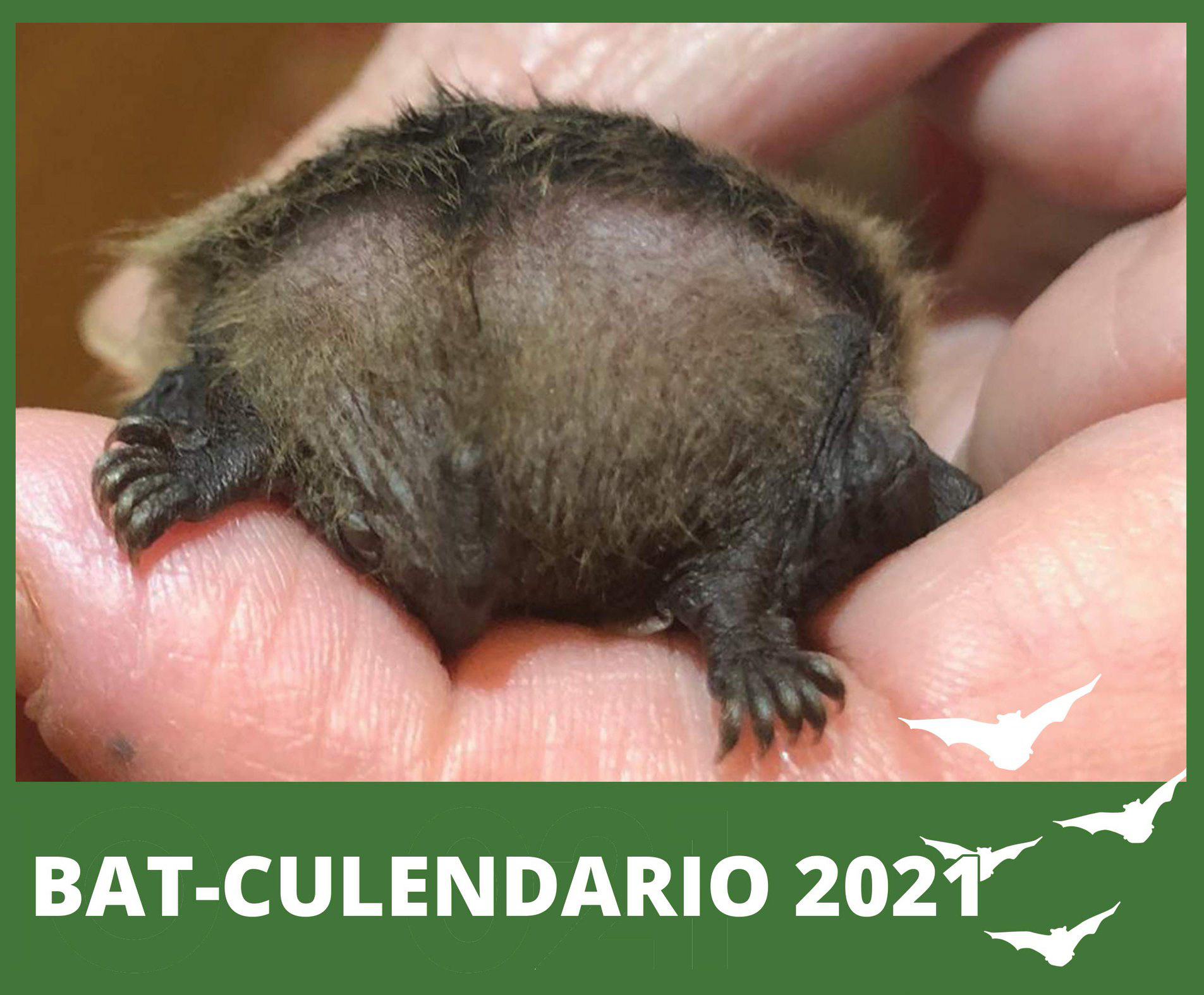 calendario 2021 per Tutela Pipistrelli