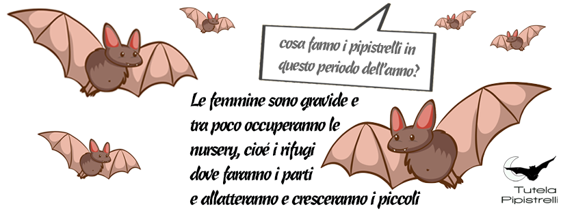 banner pagina Facebook Tutela Pipistrelli