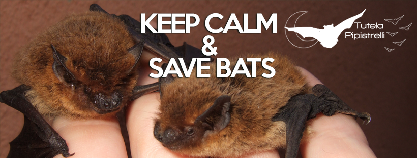 banner pagina Facebook Tutela Pipistrelli