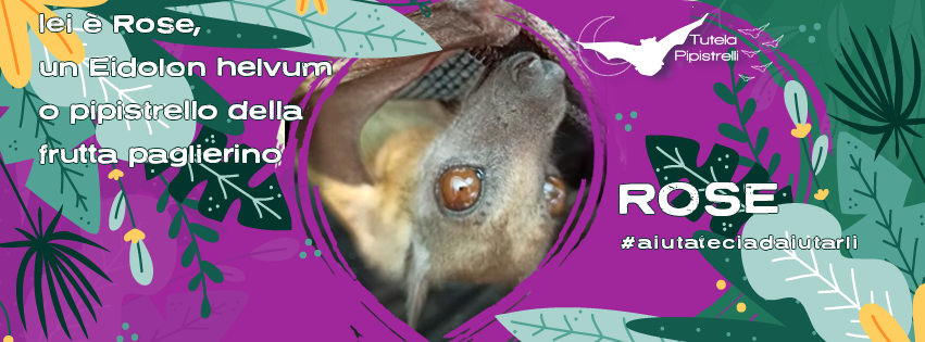 banner pagina Facebook Tutela Pipistrelli