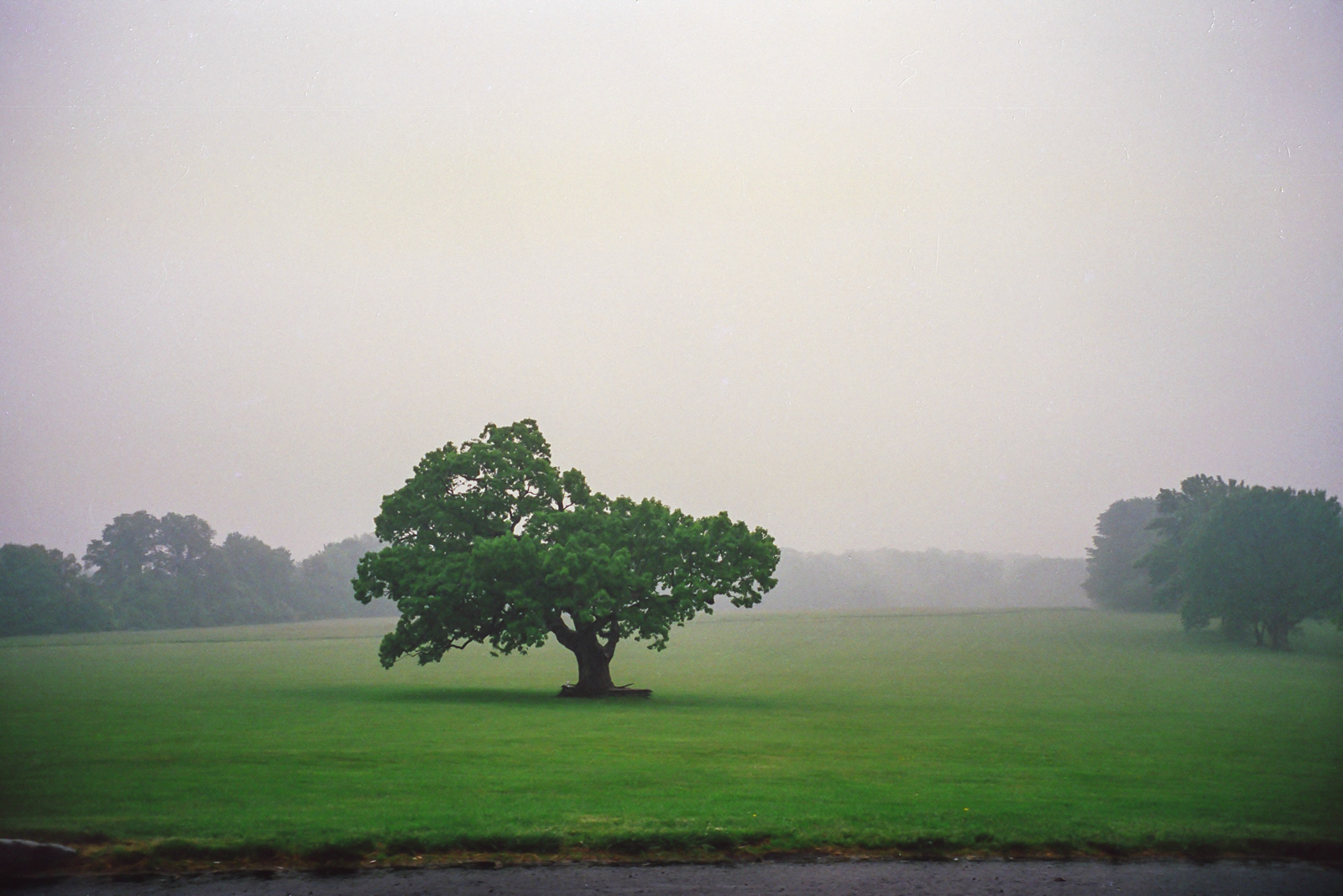 Mercer Oak by Deborah Paglione