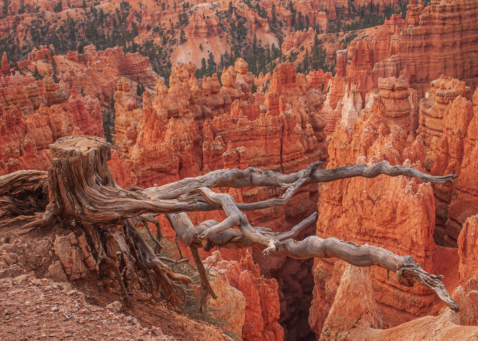 Bryce Canyon by Janina Zak-Krasucki
