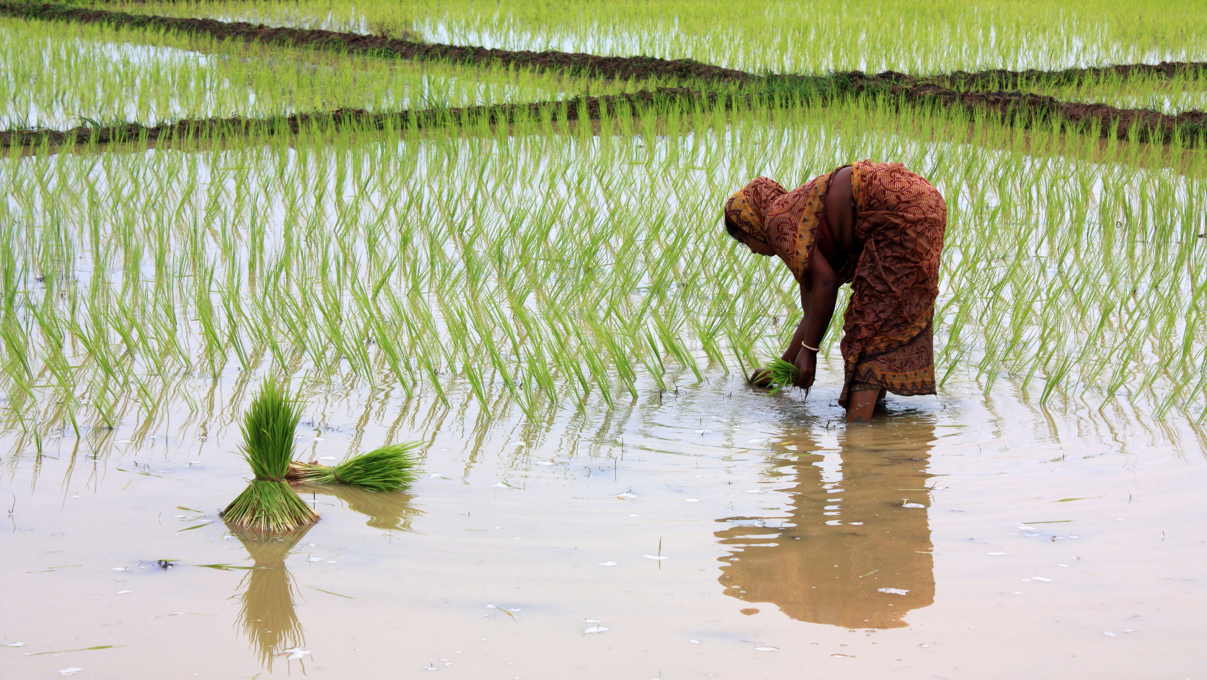 Rice Planting