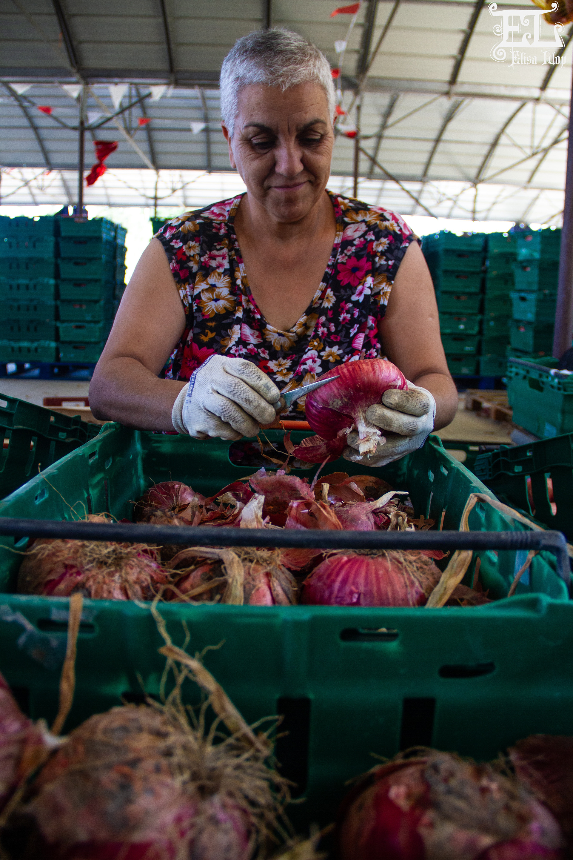 Oignons rouges de Toulouges, Marc Povéda, producteur, juin 2024, PO