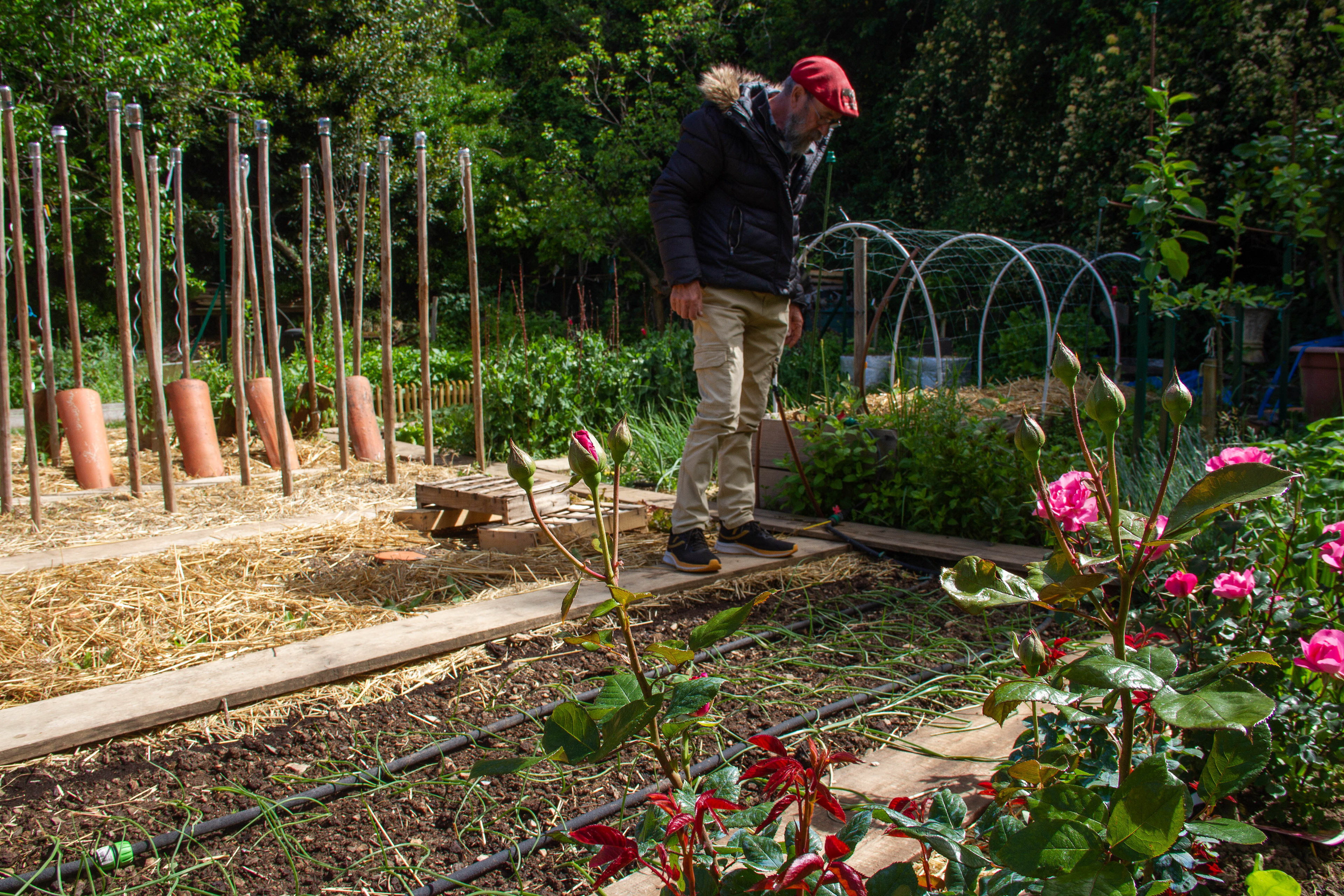 Jean Aribaud, meilleur jardinier de France. Occitanie, les métiers botaniques impactés par la sécheresse précoce, mai 2023, Haut-Languedoc, Occitanie