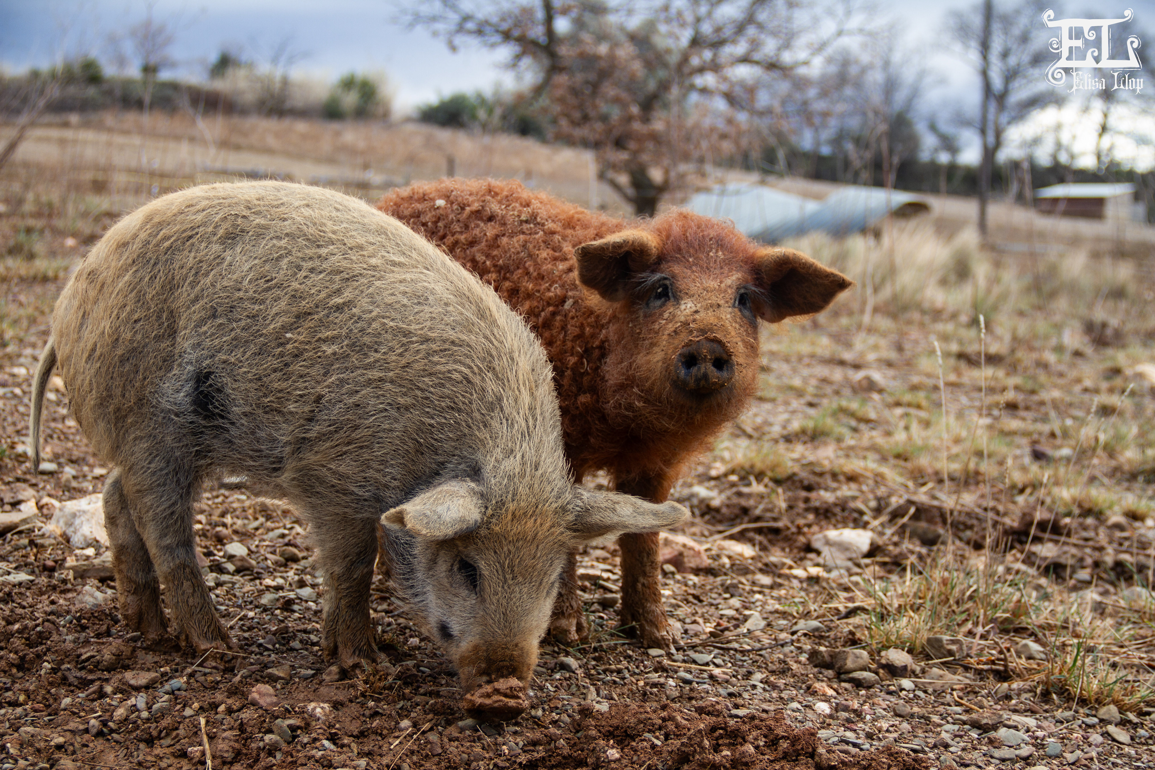Ferme Pujol, éleveurs de cochons fermiers laineux de la race Mangalica, février 2024, PO
