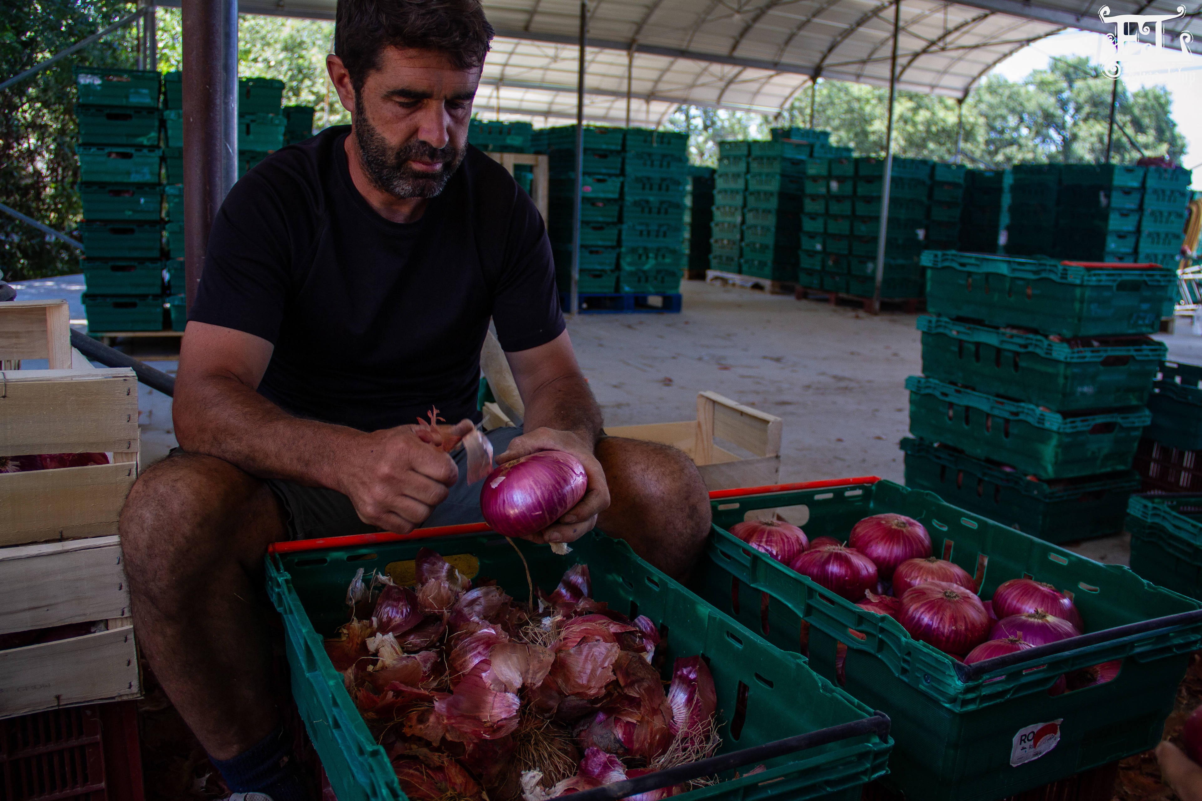 Oignons rouges de Toulouges, Marc Povéda, producteur, juin 2024, PO