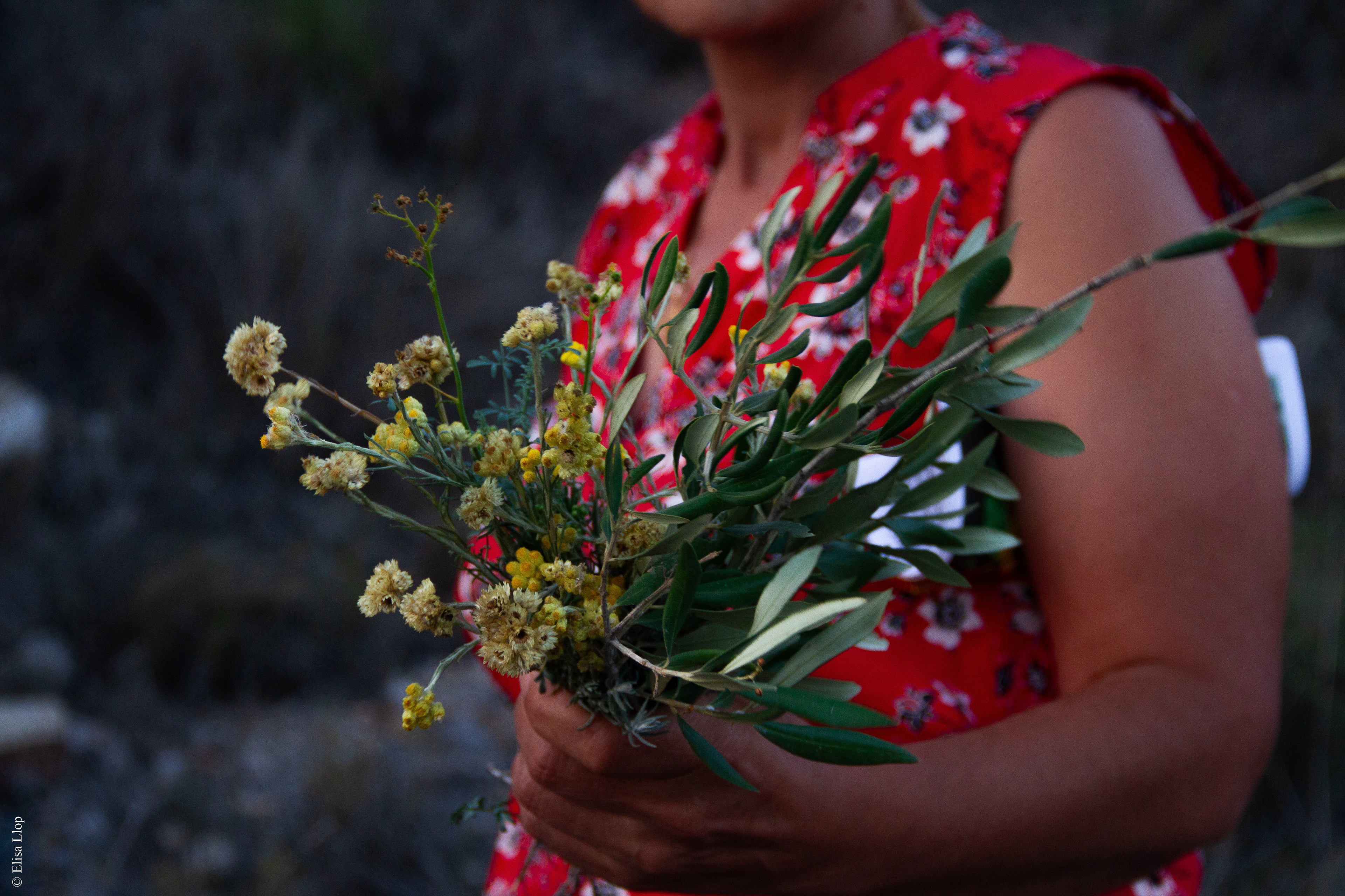 Cueillette des fleurs de la Saint-Jean, et confections des "ramallets" (bouquets) traditions catalanes, 22 juin 2023, Baixas, Pyrénées-Orientales