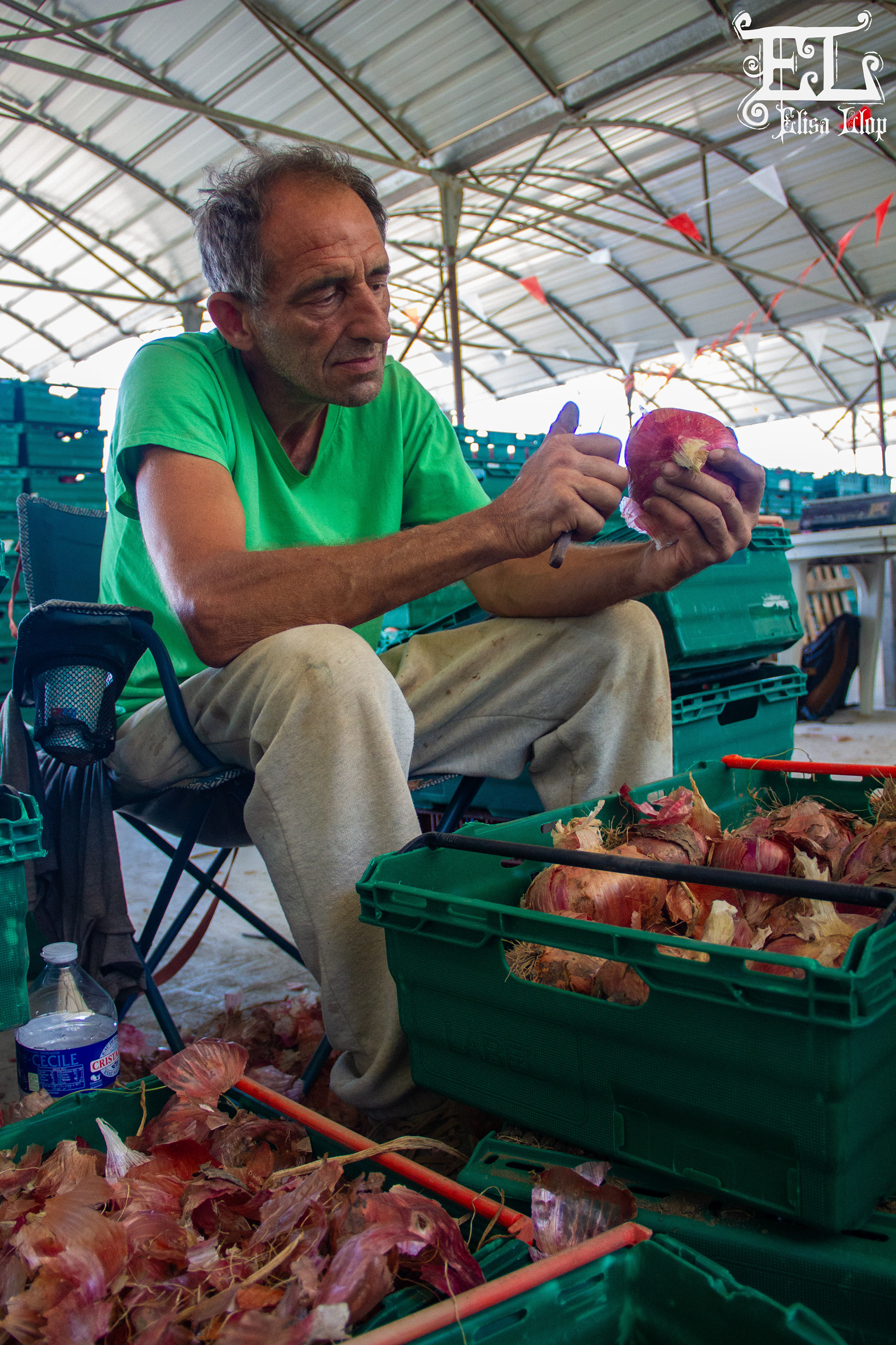 Oignons rouges de Toulouges, Marc Povéda, producteur, juin 2024, PO