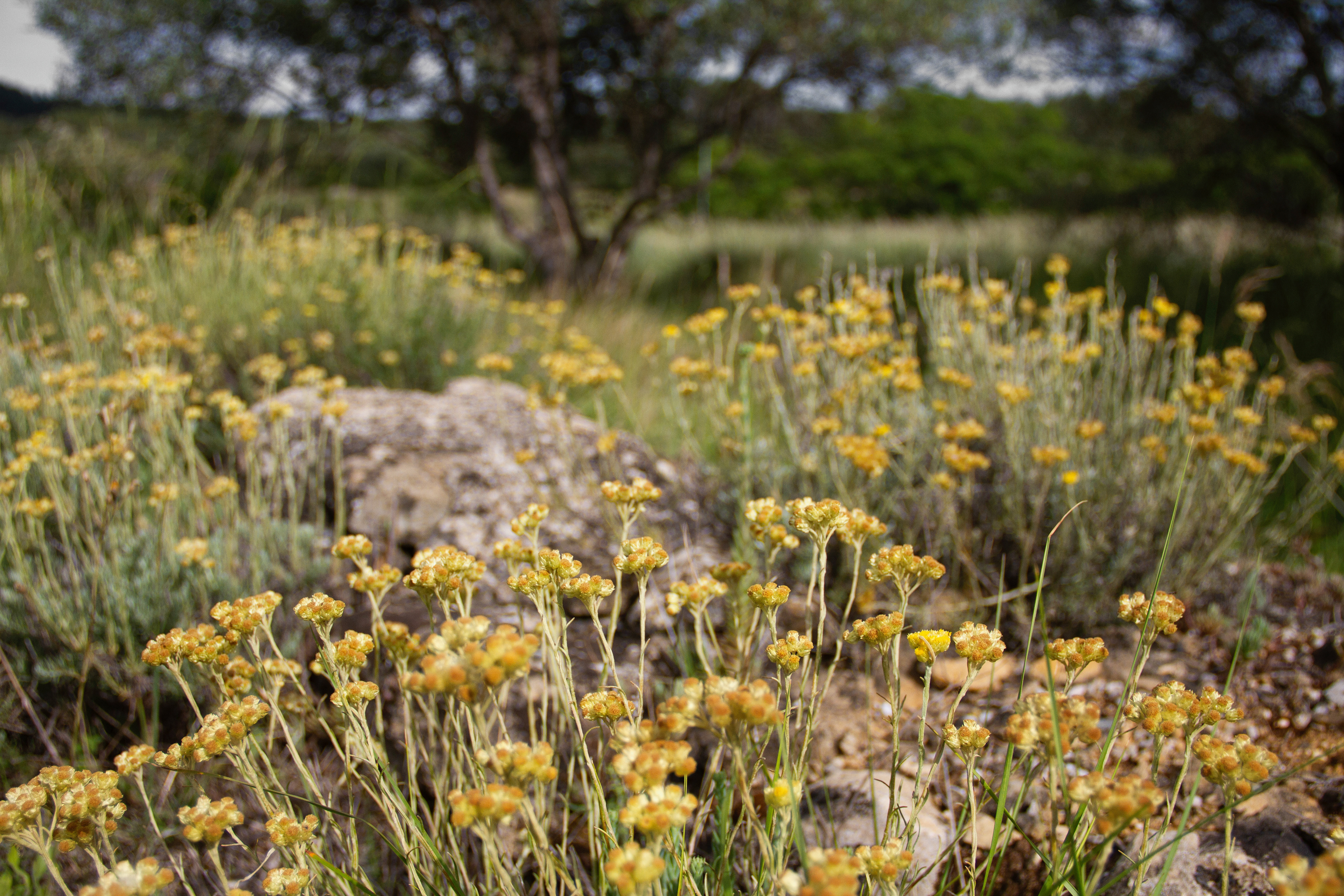 Nicolas Jennings, parfumeur naturel. Occitanie, les métiers botaniques impactés par la sécheresse précoce, mai 2023, Haut-Languedoc, Occitanie