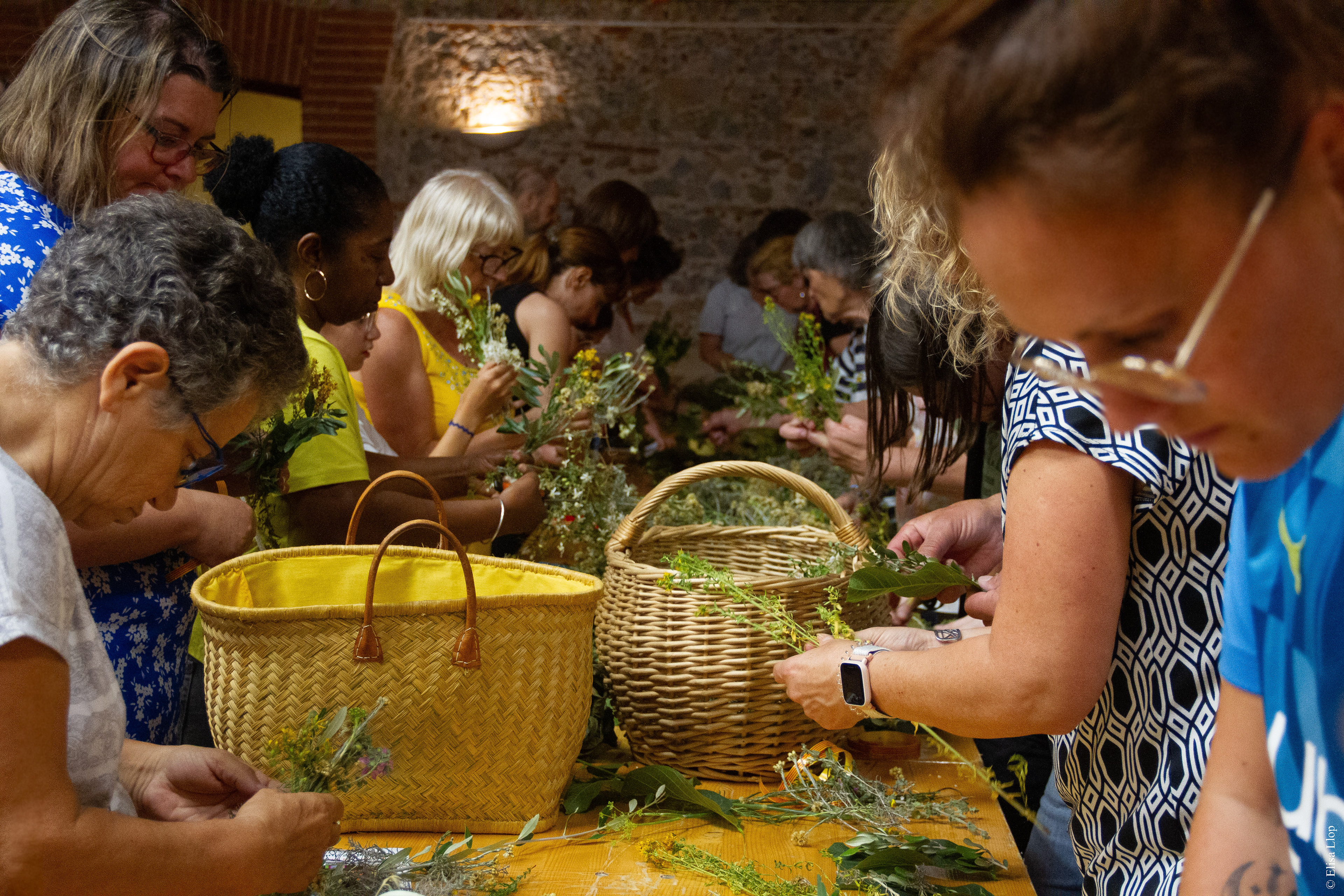 Cueillette des fleurs de la Saint-Jean, et confections des "ramallets" (bouquets) traditions catalanes, 22 juin 2023, Baixas, Pyrénées-Orientales