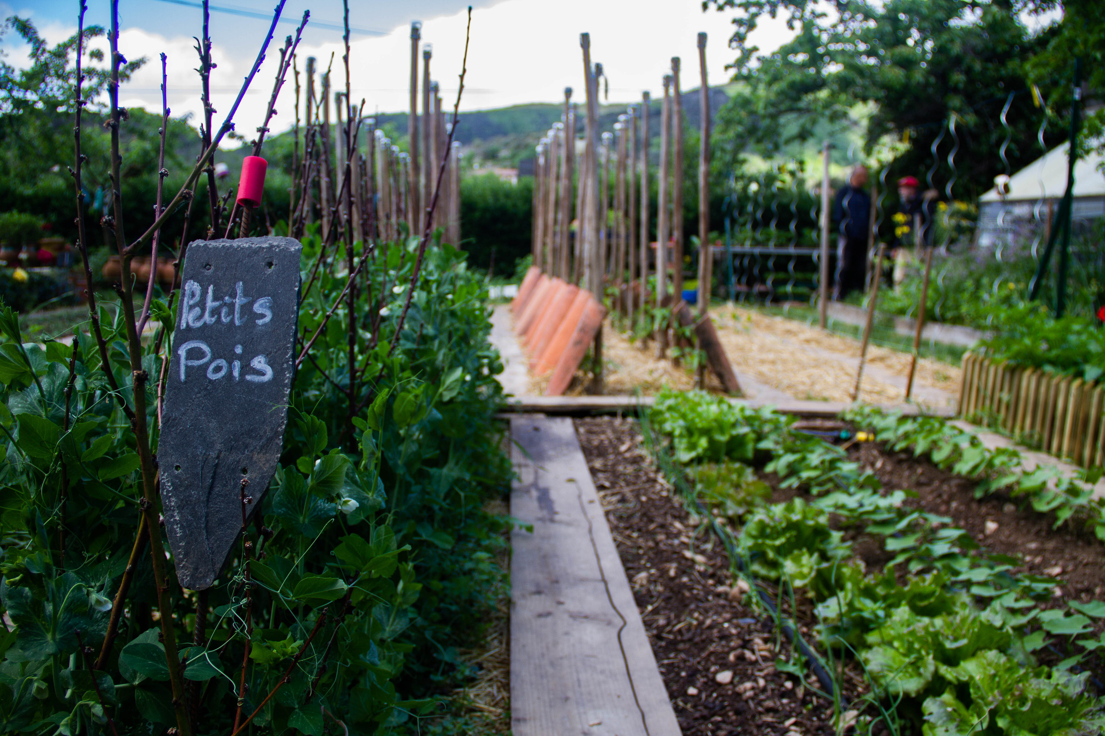 Jean Aribaud, meilleur jardinier de France. Occitanie, les métiers botaniques impactés par la sécheresse précoce, mai 2023, Haut-Languedoc, Occitanie